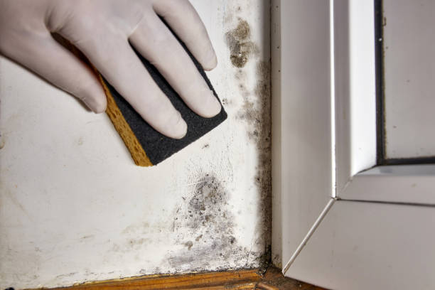 Best Mold-Related Health Consultation  in Oostburg, WI